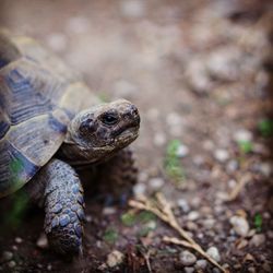 A beautiful tortoise in the garden. 