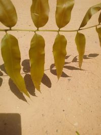 Close-up of yellow shadow on sand