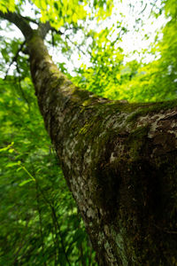 Close-up of tree trunk in forest