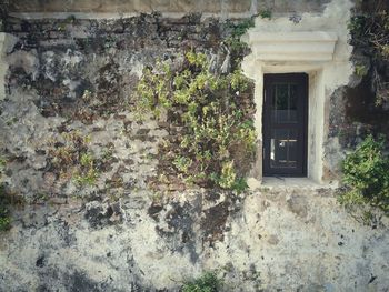 Plants growing in front of door