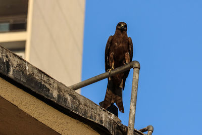 Low angle view of eagle perching on metal against sky