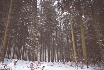 Snow covered trees in forest