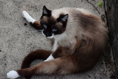 Close-up of cat sitting outdoors