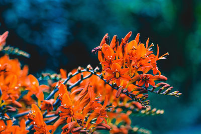 Close-up of orange flowering plant