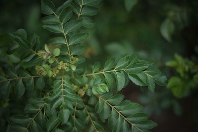 High angle view of plant