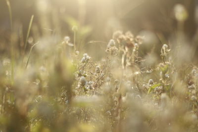 Close-up of plants growing on field