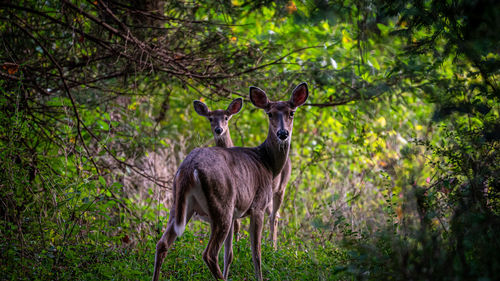 Portrait of deer in the forest