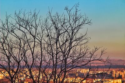 Silhouette of tree during sunset