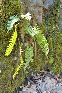 High angle view of fern amidst rocks on field
