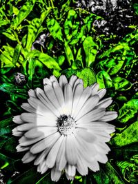 Close-up of flower blooming outdoors