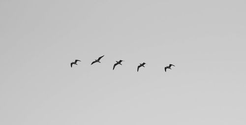 Low angle view of birds flying in sky