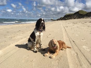 Dog on beach