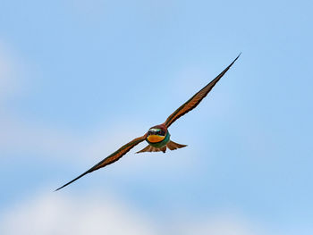 European bee-eater in flight near the town of xàtiva, valencia, spain 