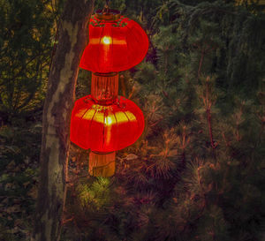 Illuminated lanterns hanging on tree in forest