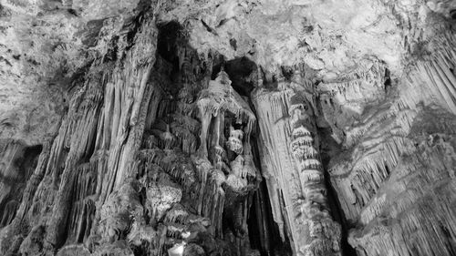Low angle view of tree trunk