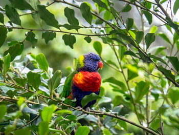 View of parrot perching on branch