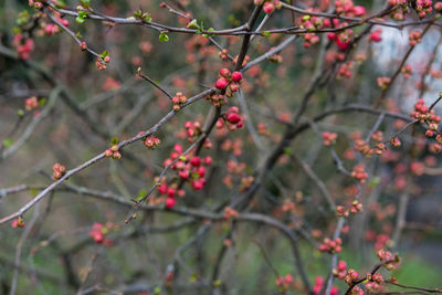 Close-up of berries growing on tree