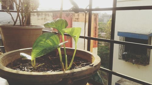 Close-up of potted plant against window