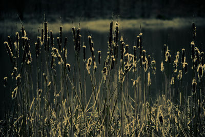 Crops growing on field