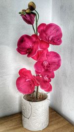 Close-up of pink orchid flowers in vase on table