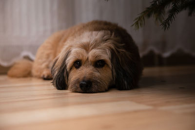 The dog is lying on the living room floor with his eyes open.