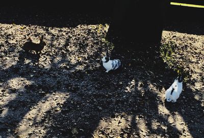 High angle view of dog in sunlight
