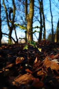 Close-up of leaves on branch