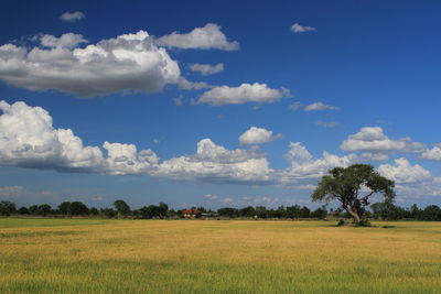 Scenic view of agricultural field against sky