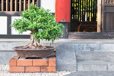 Potted plants on window sill of building