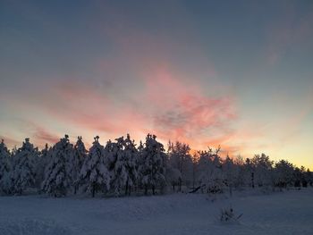 Trees on snow covered land against sky during sunset