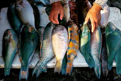 Close-up of fish for sale in market