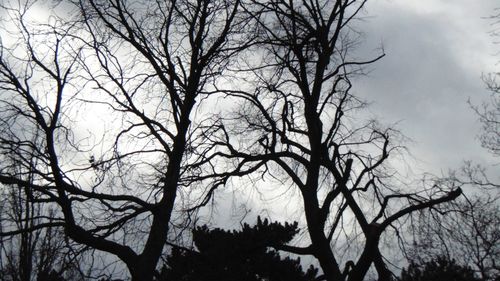 Low angle view of bare trees against sky