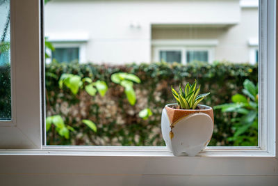 Potted plant on window sill of house