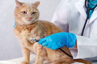 In a veterinary clinic. a veterinarian listening to a red cat with a stethoscope.