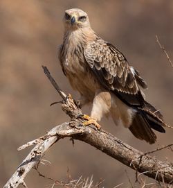 Portrait of tawny eagle perching on branch