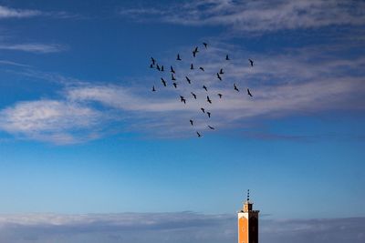 Low angle view of birds flying against sky