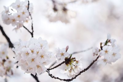 White apple blossoms in spring