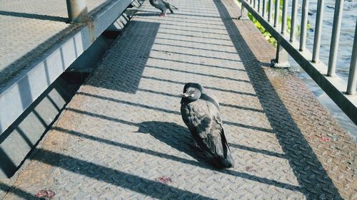 High angle view of bird perching on footpath