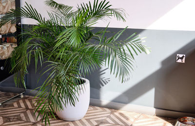 Close-up of potted plant on table