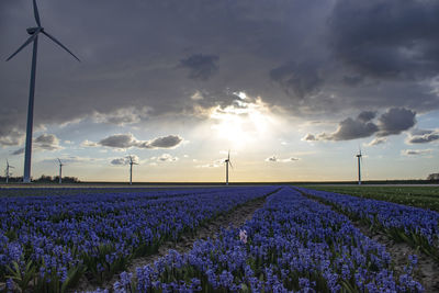 Scenic view of field against sky during sunset