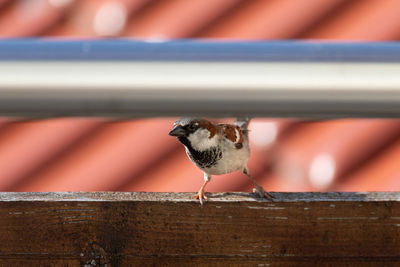 Close-up of bird perching on wood