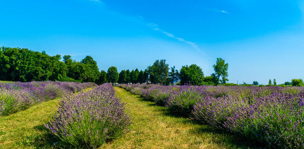 Scenic view of flowering plants on field against sky