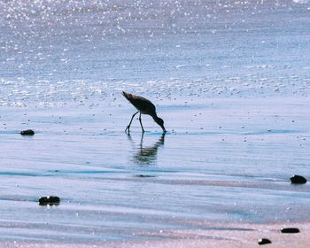 Bird on beach by sea