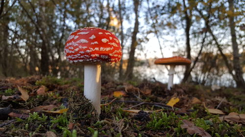 Close-up of mushroom growing on field