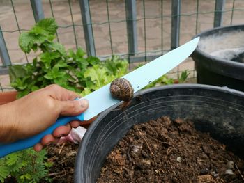 A snail creeps along the edge of a knife