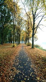 View of trees in autumn