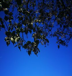 Low angle view of flowering tree against blue sky