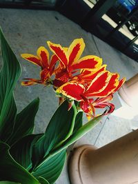 Close-up of orange flower