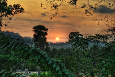 Plants and trees against sky during sunset