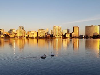 Birds swimming in city against sky